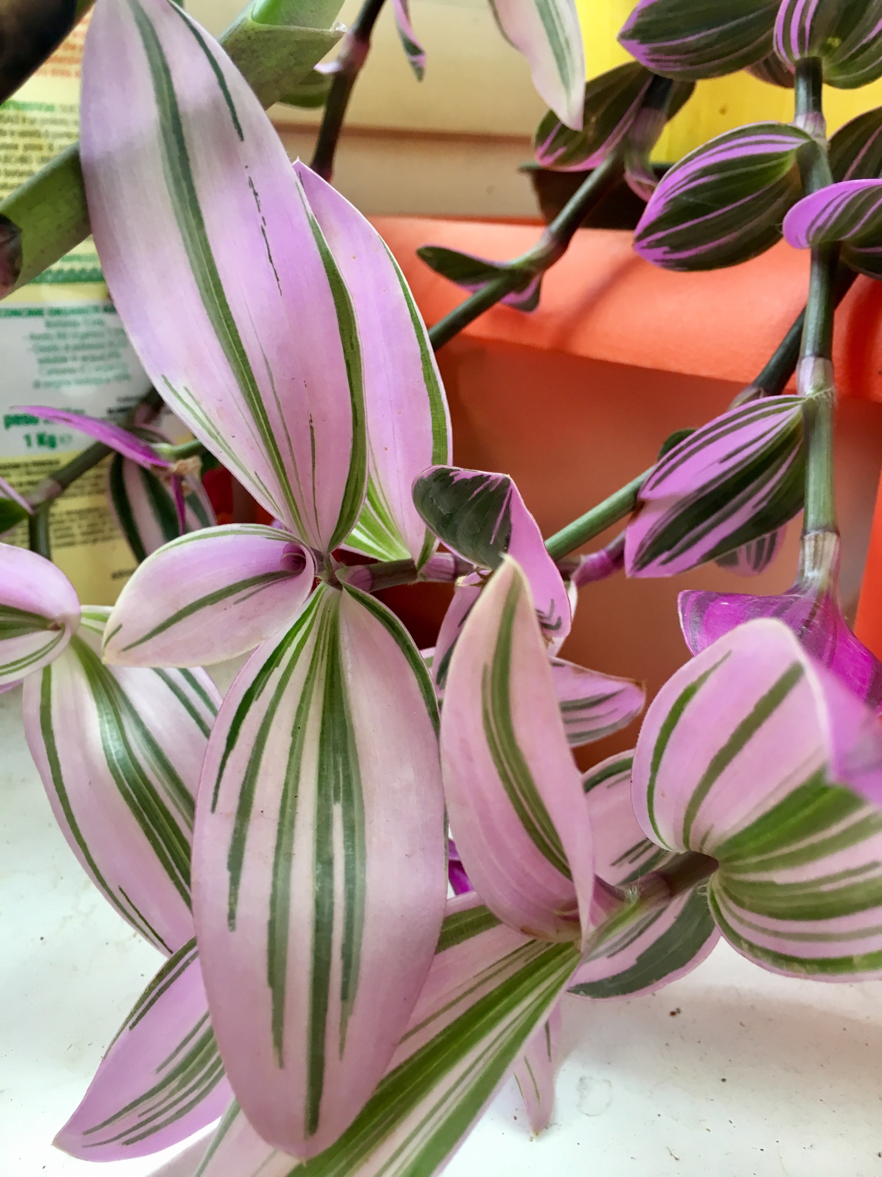 Tradescantia