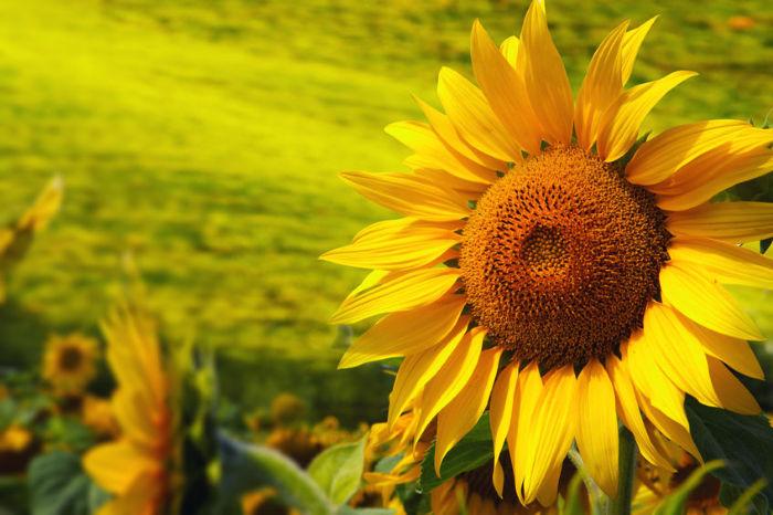 Featured image for “Tutto l’amore del girasole (nei campi e in cucina)”