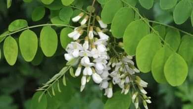 Featured image for “La Robinia, un fior fiore di pastella”