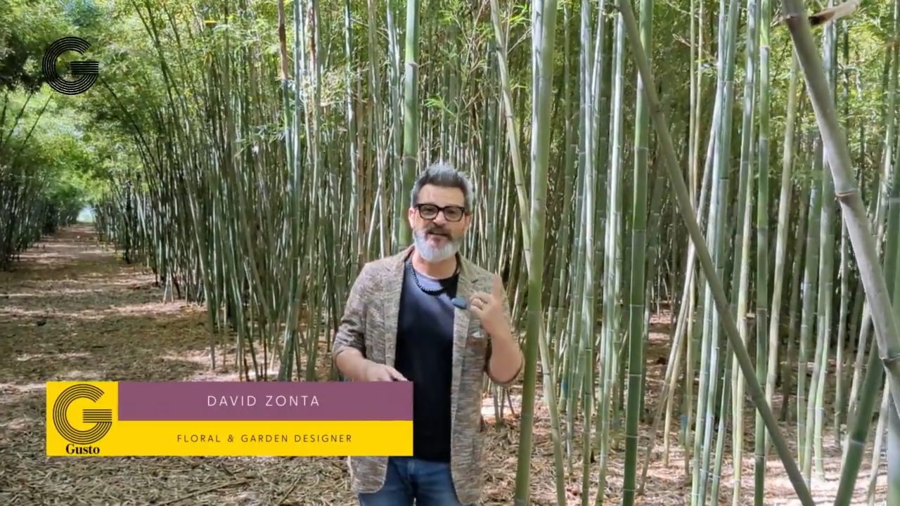 Featured image for “Mangiare gli alberi: i germogli di bambù, cibo del futuro”